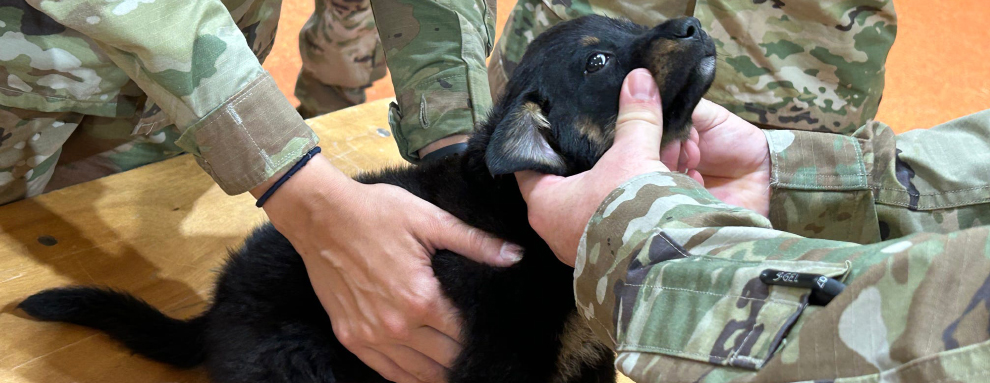 Army Reserve veterinarians augment Operation Walking Shield 2023