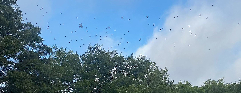 12th FTW conducts seasonal wildlife control to reduce bird strike risk